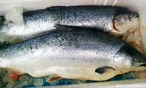 Đồng Nai: Công ty Mowi Việt Nam sản xuất cá hồi hết hạn gần một năm